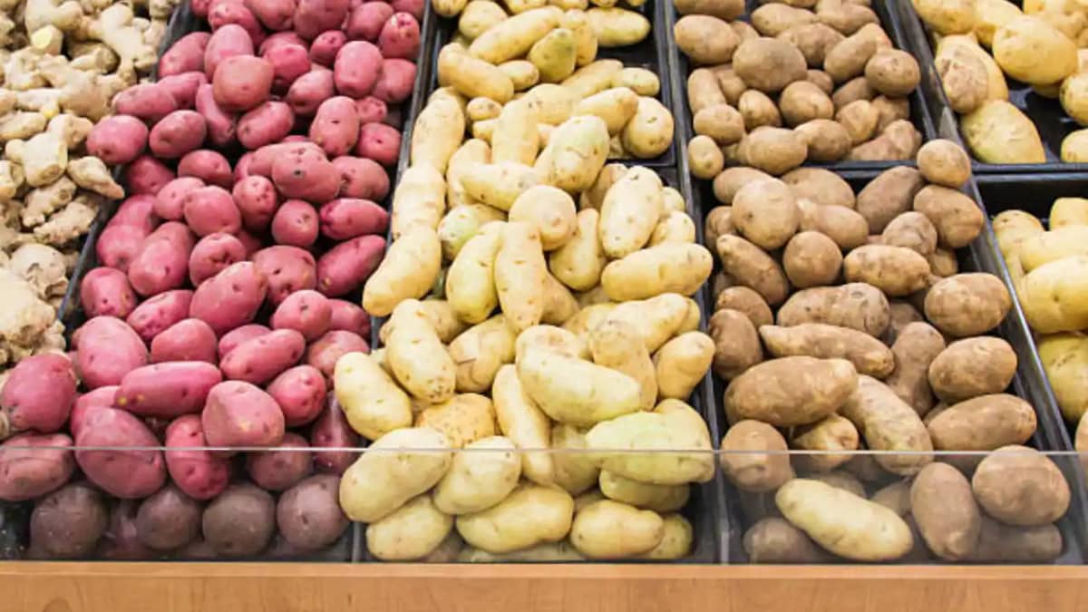 Potatoes Variety Potatoes Variety