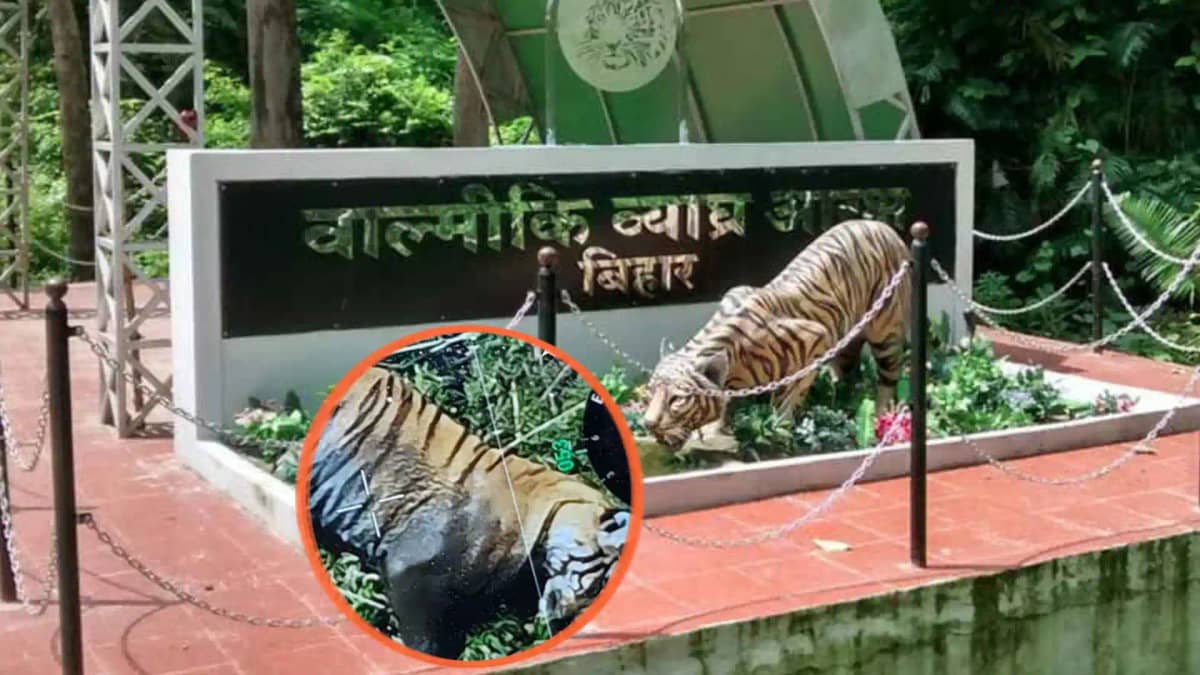 Suspicious death of tigress in Valmiki Tiger Reserve Suspicious death of tigress in Valmiki Tiger Reserve