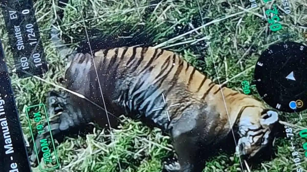 Tiger found dead in Valmiki Reserve probe sparks alarm Tiger found dead in Valmiki Reserve probe sparks alarm