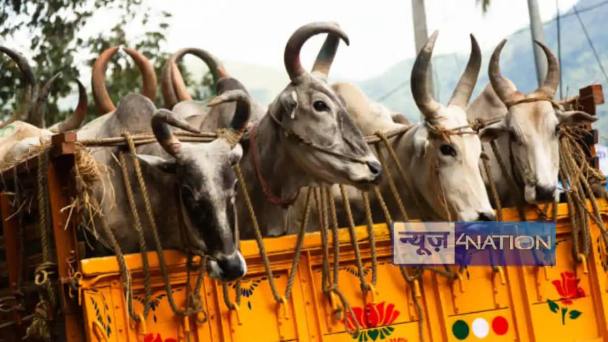 Begusarai gauraksha truck caught: बेगूसराय में गौ-तस्करी की Begusarai gauraksha truck caught: बेगूसराय में गौ-तस्करी की