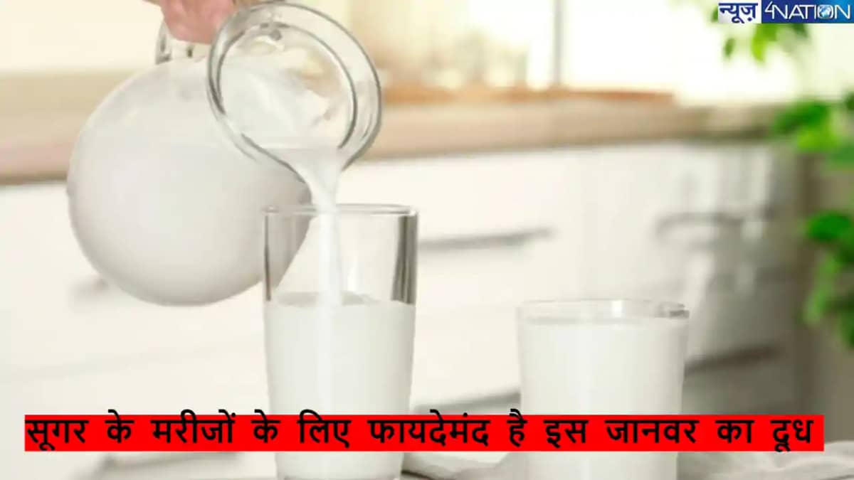 इस जानवर का दूध डायबिटिज मरीजों के लिए के लिए है फायदेमंद, ज इस जानवर का दूध डायबिटिज मरीजों के लिए के लिए है फायदेमंद, ज