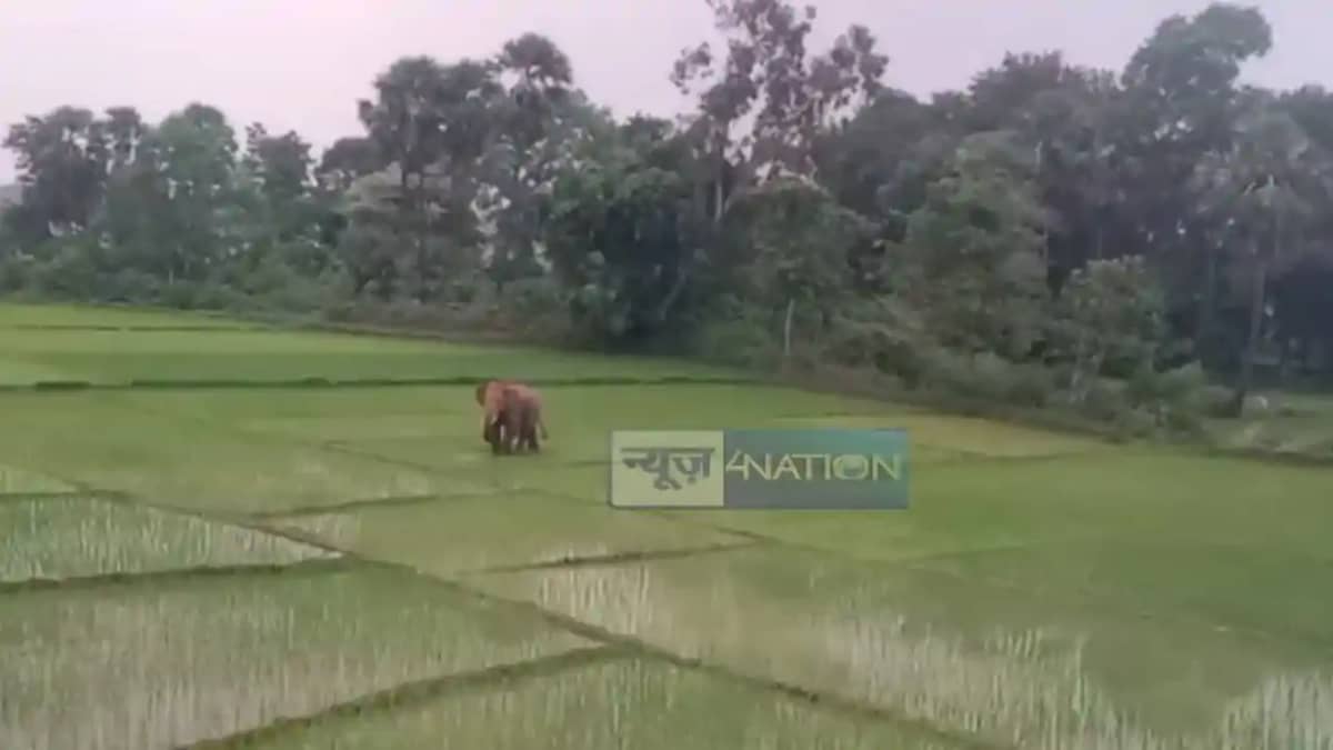 Bihar News: नवादा में फिर गांव की ओर आया जंगली हाथी, दहशत मे Bihar News: नवादा में फिर गांव की ओर आया जंगली हाथी, दहशत मे