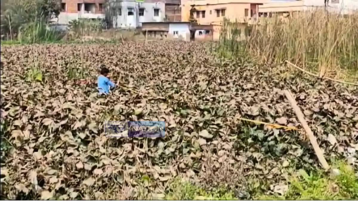 Bihar News : बिहार में सरकारी जमीन की दिनदहाड़े लूट, बांस फीत Bihar News : बिहार में सरकारी जमीन की दिनदहाड़े लूट, बांस फीत