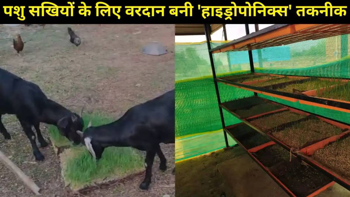 बिहार- यूपी में पशु सखियों के लिए वरदान बनी 'हाइड्रोपोनिक्स' बिहार- यूपी में पशु सखियों के लिए वरदान बनी 'हाइड्रोपोनिक्स'