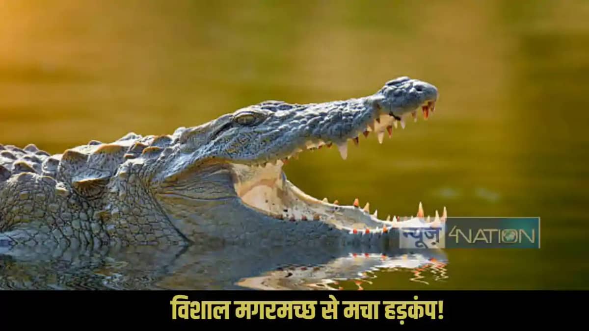 Bihar Crocodile Bihar Crocodile