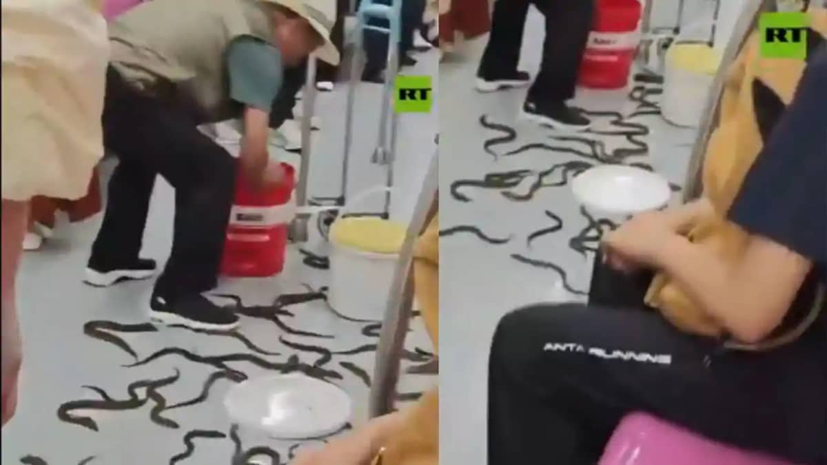 Dozens of Snakes Fall From Bag on China Metro Dozens of Snakes Fall From Bag on China Metro