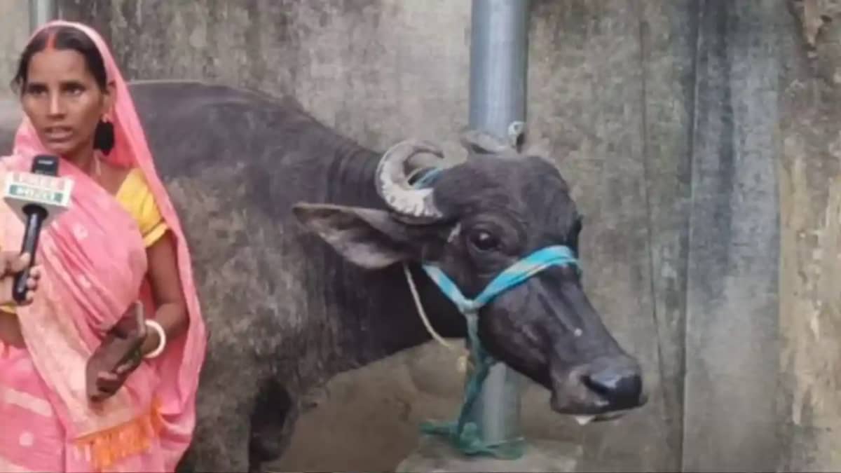 Gaya Buffalo Row Gaya Buffalo Row
