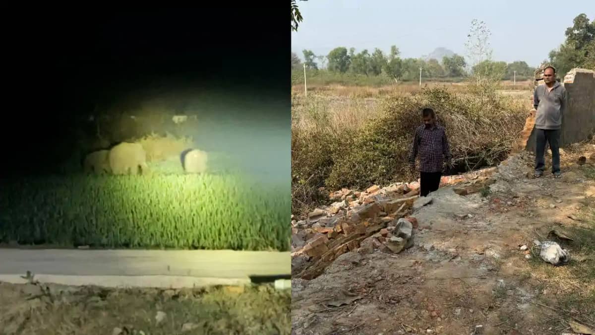 हाथियों का झुंड हाथियों का झुंड