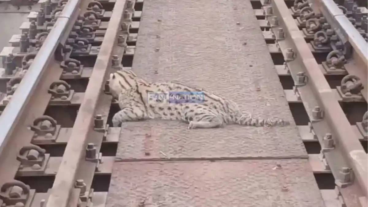 Rare Fishing Cat Rescued Injured Near Bagaha Railway Track Rare Fishing Cat Rescued Injured Near Bagaha Railway Track