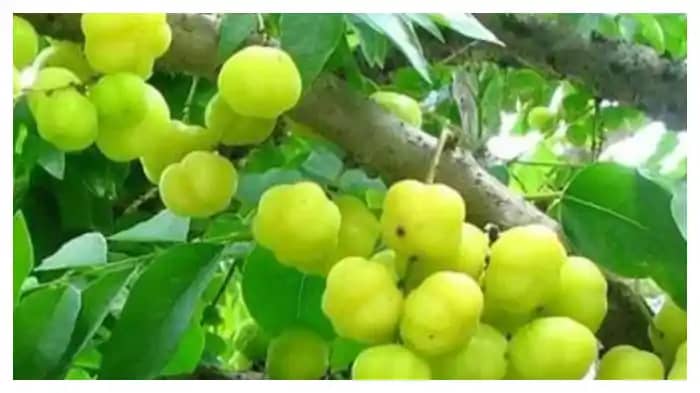 Health Tips: सर्दियों का सुपरफूड कहलाता है ये फल, सेहत के लि Health Tips: सर्दियों का सुपरफूड कहलाता है ये फल, सेहत के लि