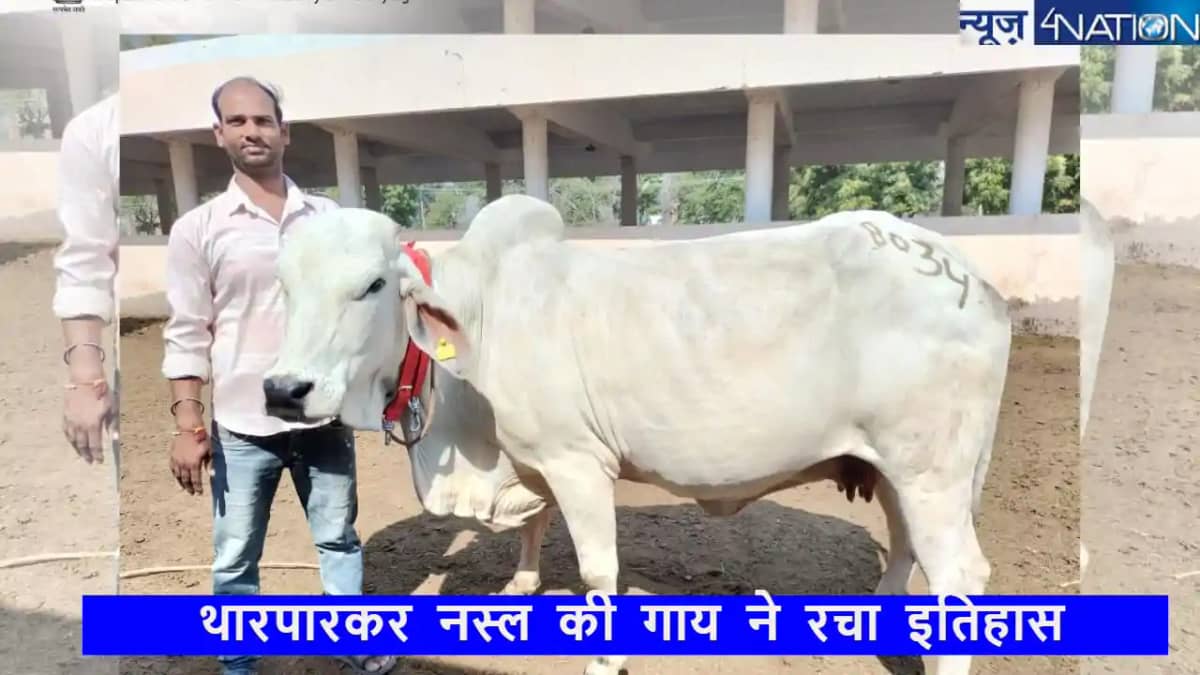 दुधारू गाय की हुई नीलामी,लाखों की लगी बोली,किसान ने रिकॉर्ड दुधारू गाय की हुई नीलामी,लाखों की लगी बोली,किसान ने रिकॉर्ड