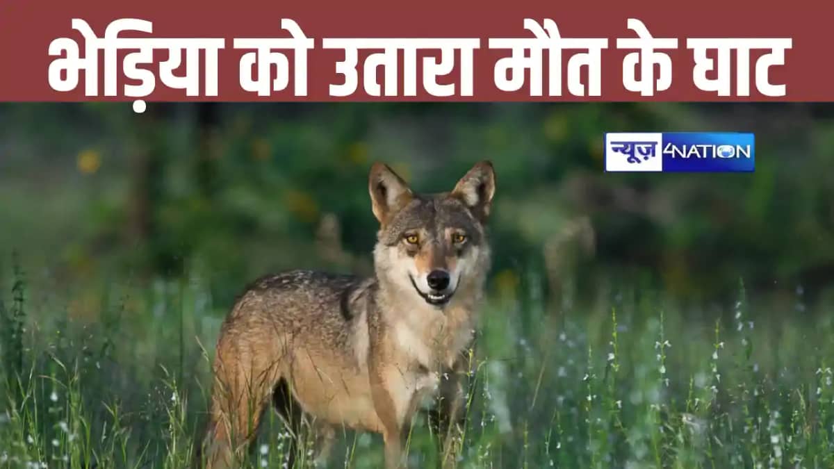 Bihar News: समस्तीपुर में आदमखोर बन रहे भेड़िए को भीड़ ने पी Bihar News: समस्तीपुर में आदमखोर बन रहे भेड़िए को भीड़ ने पी