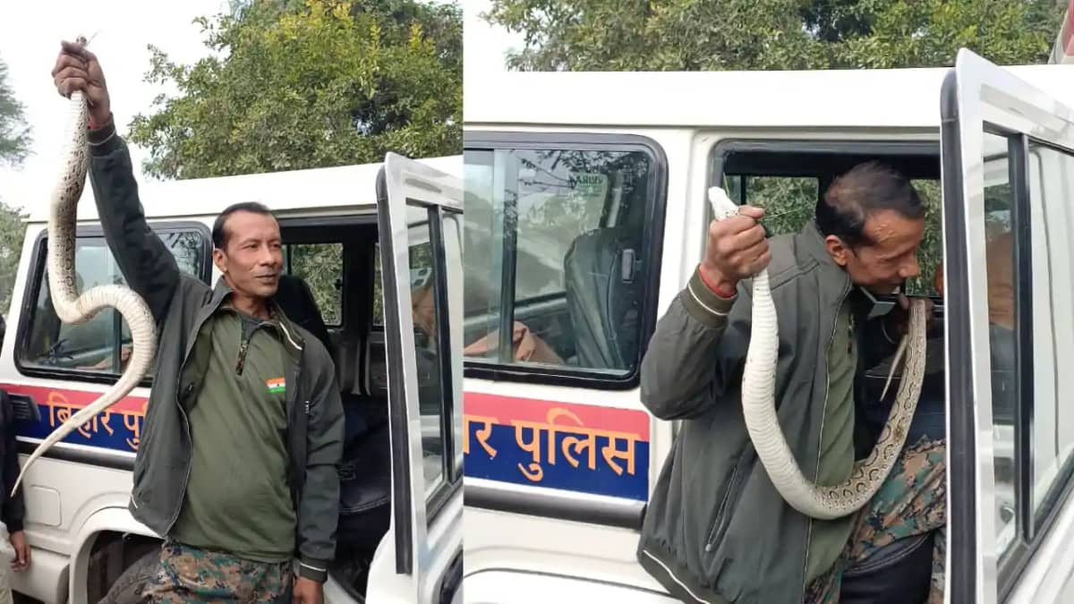 KHGARIA NEWS : एशिया के सबसे जहरीले रसेल वाईपर सांप का खगड़िय KHGARIA NEWS : एशिया के सबसे जहरीले रसेल वाईपर सांप का खगड़िय