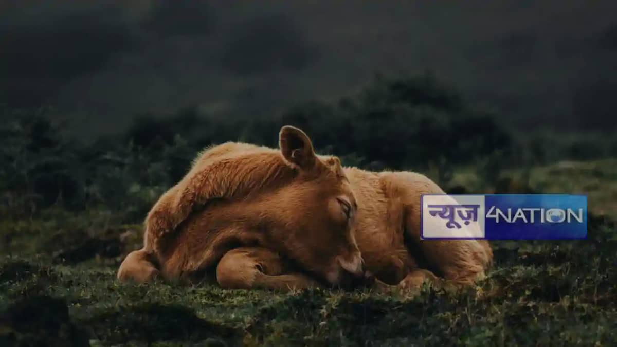 क्रूरता की हद:गर्भवती गाय का पेट फाड़कर निकाला बच्चा,सिर भी क्रूरता की हद:गर्भवती गाय का पेट फाड़कर निकाला बच्चा,सिर भी