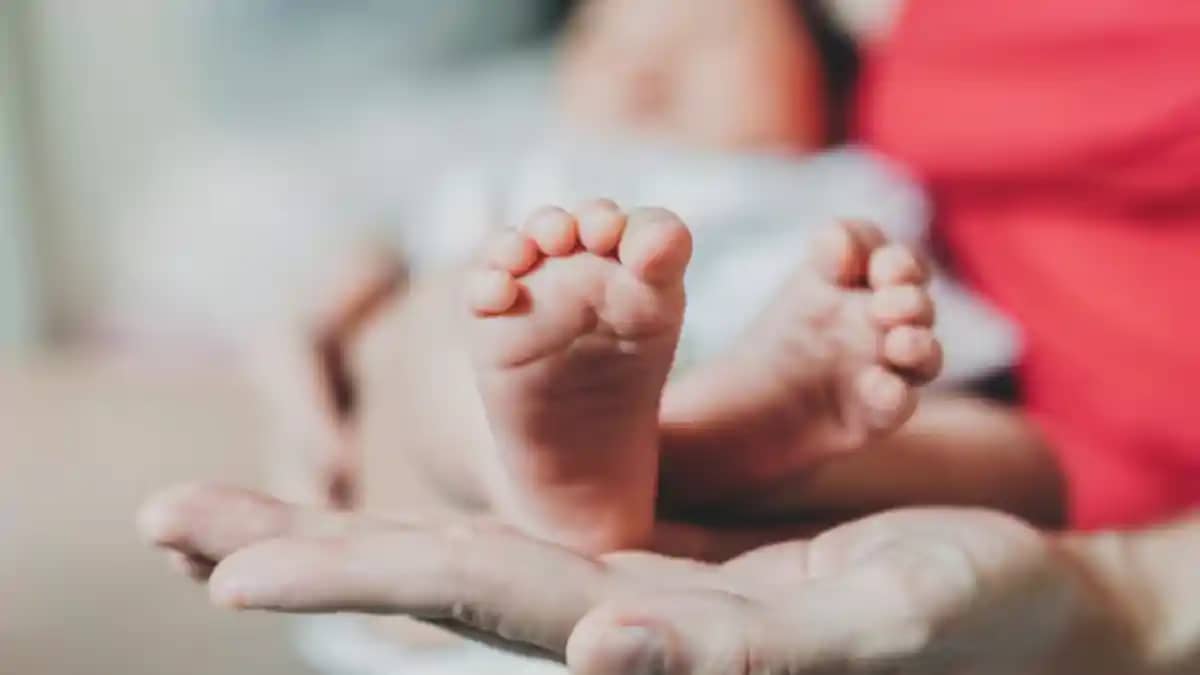 Bihar News : जमुई में नवजात के शव को मुंह में दबाकर ले जाता Bihar News : जमुई में नवजात के शव को मुंह में दबाकर ले जाता