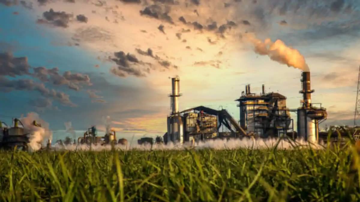 Sugar Production Sugar Production