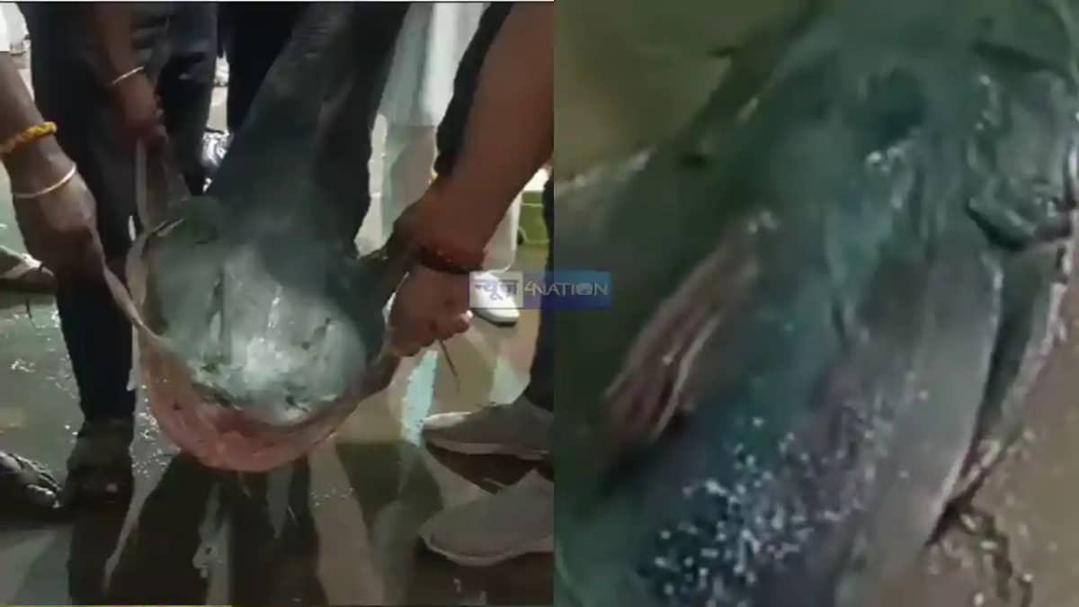 fish of 40 kg fish of 40 kg