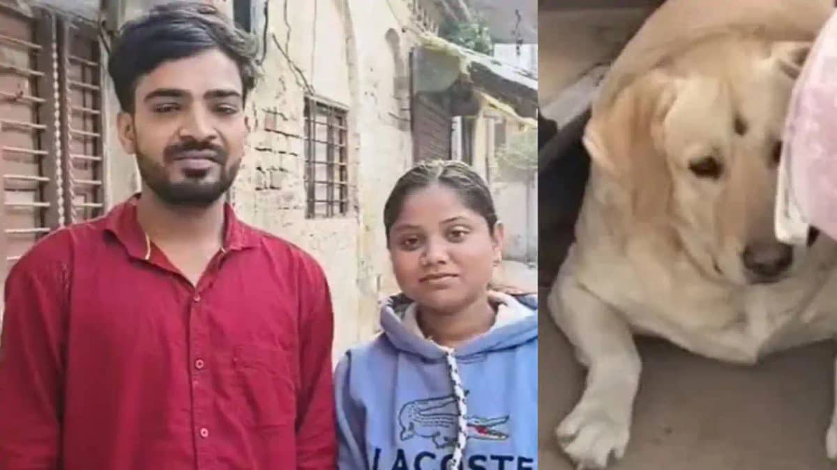dog beaten broke wedding ride groom twist after 4 days dog beaten broke wedding ride groom twist after 4 days