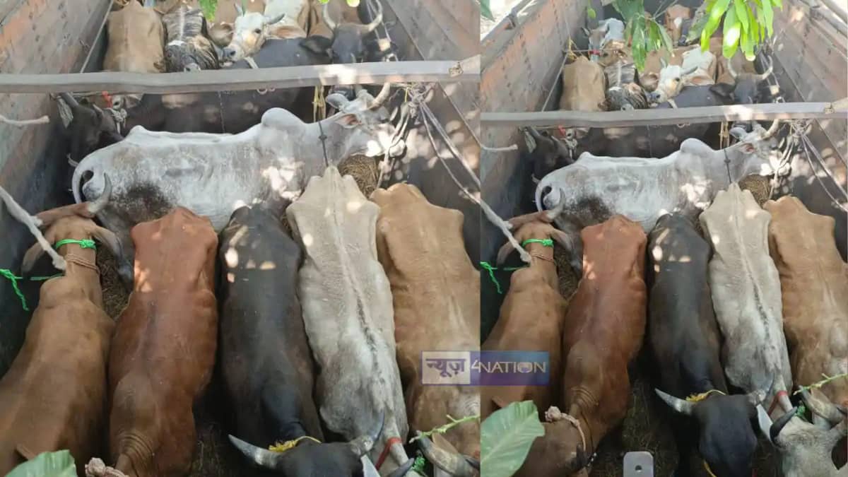 Cattle smuggling Cattle smuggling