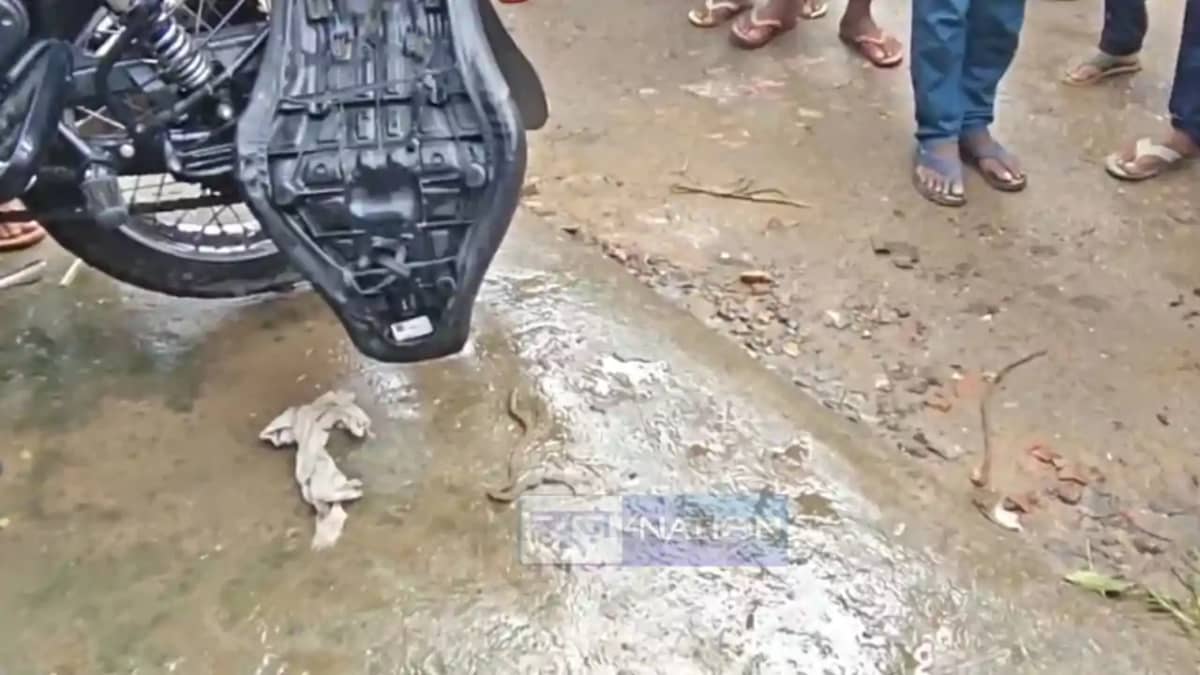 Cobra Found Inside Bank Manager Bullet Bike in Gaya Panic Cobra Found Inside Bank Manager Bullet Bike in Gaya Panic