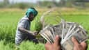 Agricultural Input Subsidy Scheme Agricultural Input Subsidy Scheme
