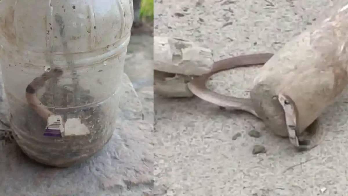 Snake home - एक घर से तीन दिनों में निकले 60 कोबरा सांप, रात Snake home - एक घर से तीन दिनों में निकले 60 कोबरा सांप, रात