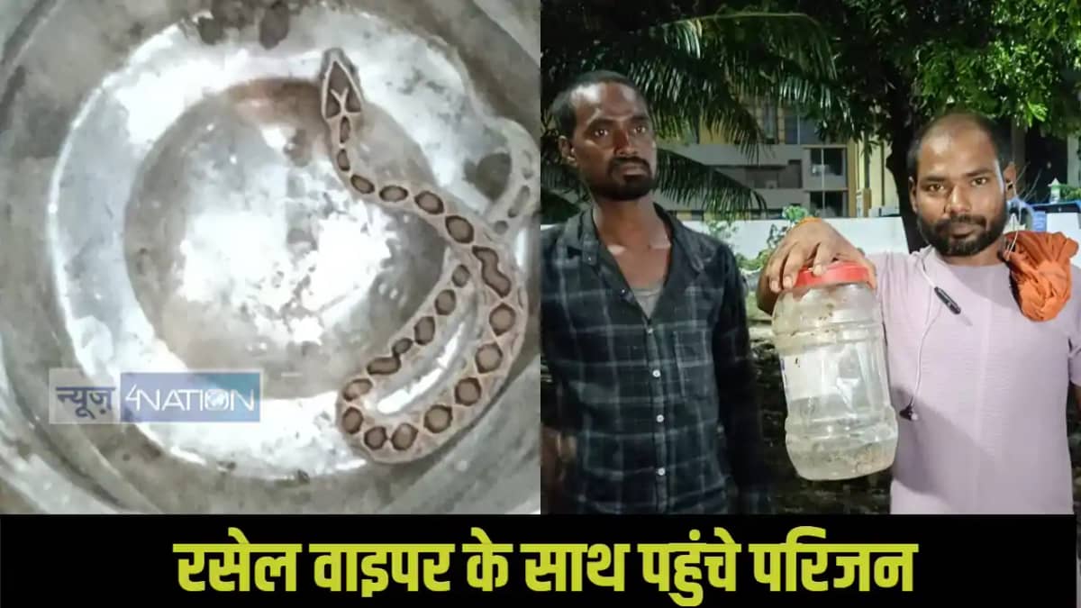 Purnia Russell Viper snake bite Purnia Russell Viper snake bite