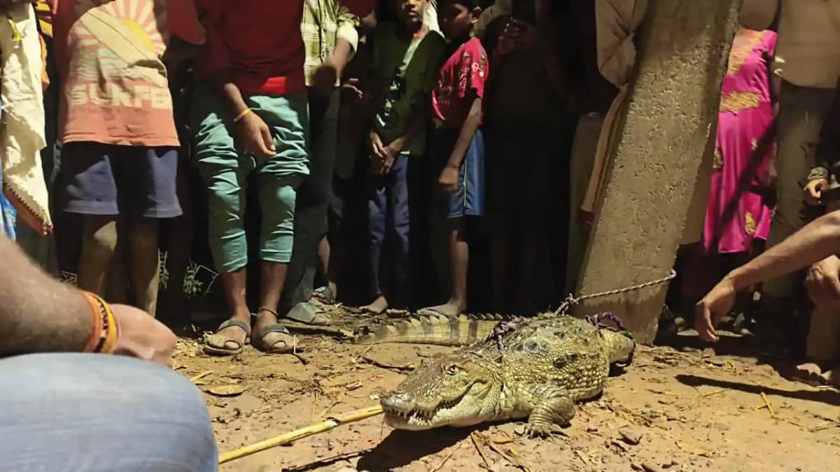 Bihar News : मोतीहारी में हिम्मत कर ग्रामीणों ने मगरमच्छ को Bihar News : मोतीहारी में हिम्मत कर ग्रामीणों ने मगरमच्छ को