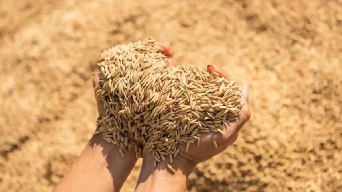 धान धान