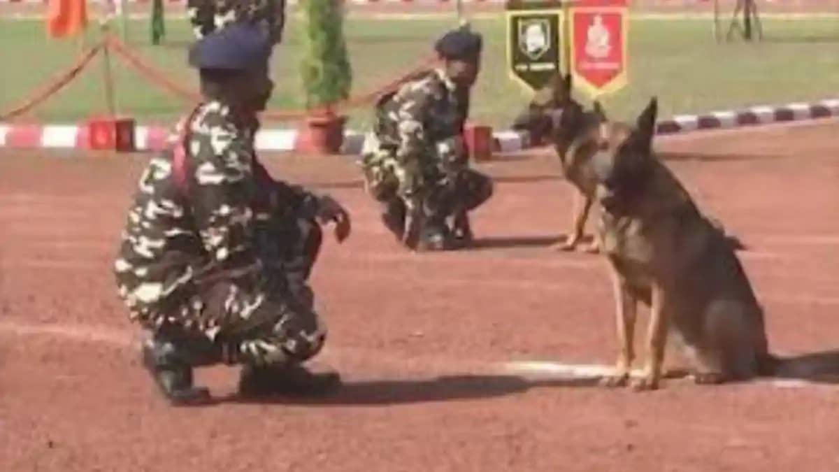 देश सेवा के 8 साल बाद SSB की खोजी श्वान ‘क्यूटी’ हुई रिटायर, देश सेवा के 8 साल बाद SSB की खोजी श्वान ‘क्यूटी’ हुई रिटायर,