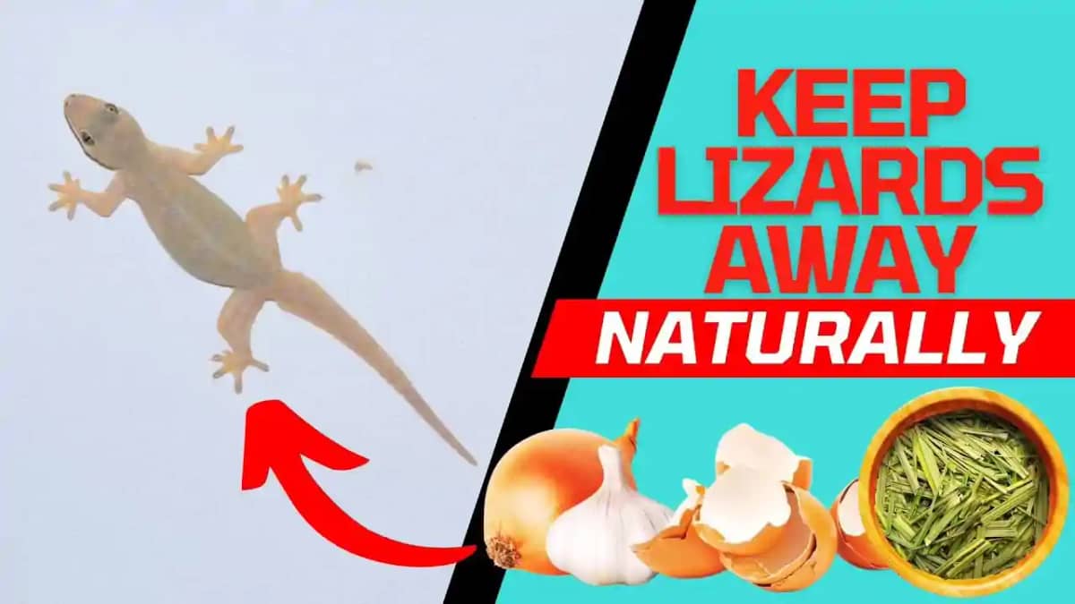 Lizard Repellent Home Remedies Lizard Repellent Home Remedies
