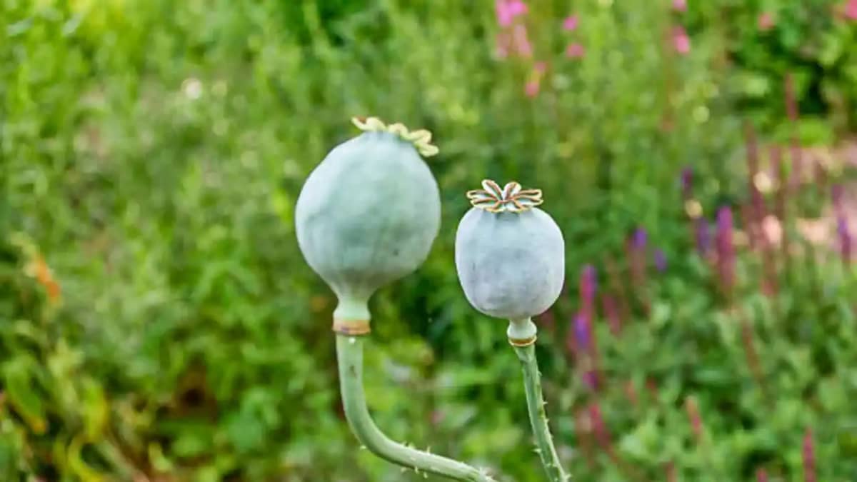 India opium cultivated India opium cultivated