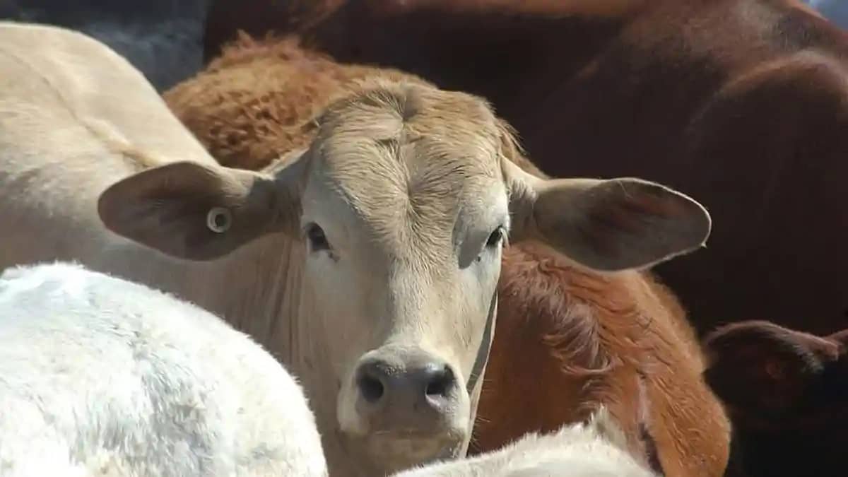 cow slaughter in Bakrid cow slaughter in Bakrid