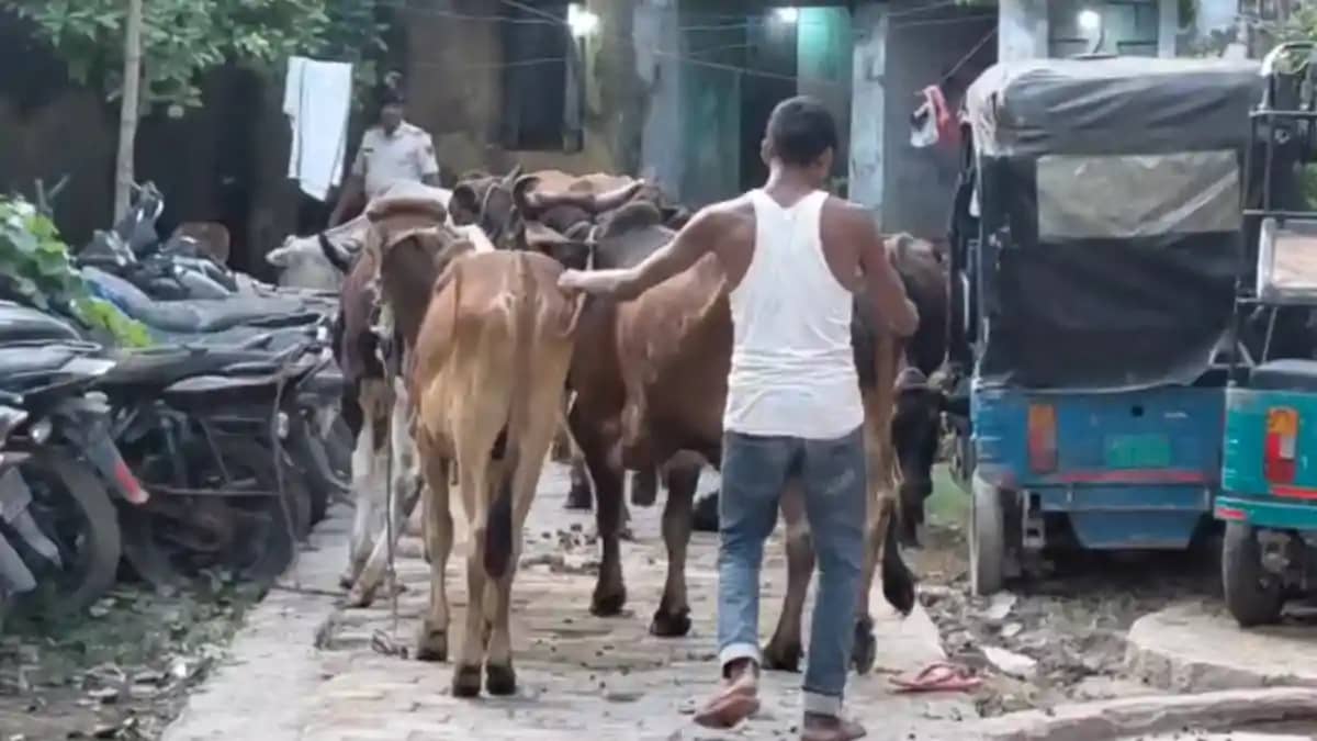 Bihar Crime : बेतिया पुलिस ने तस्करी के लिए रखे गए 15 मवेशिय Bihar Crime : बेतिया पुलिस ने तस्करी के लिए रखे गए 15 मवेशिय