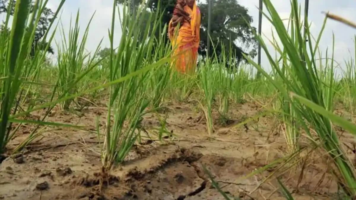 Bihar Monsoon Crisis Bihar Monsoon Crisis