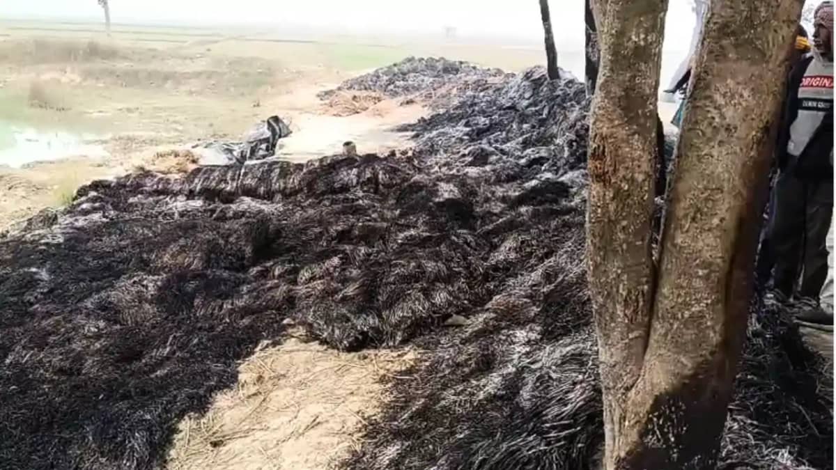 Bihar News : भागलपुर में असामाजिक तत्वों ने 10 बीघा की फसल म Bihar News : भागलपुर में असामाजिक तत्वों ने 10 बीघा की फसल म