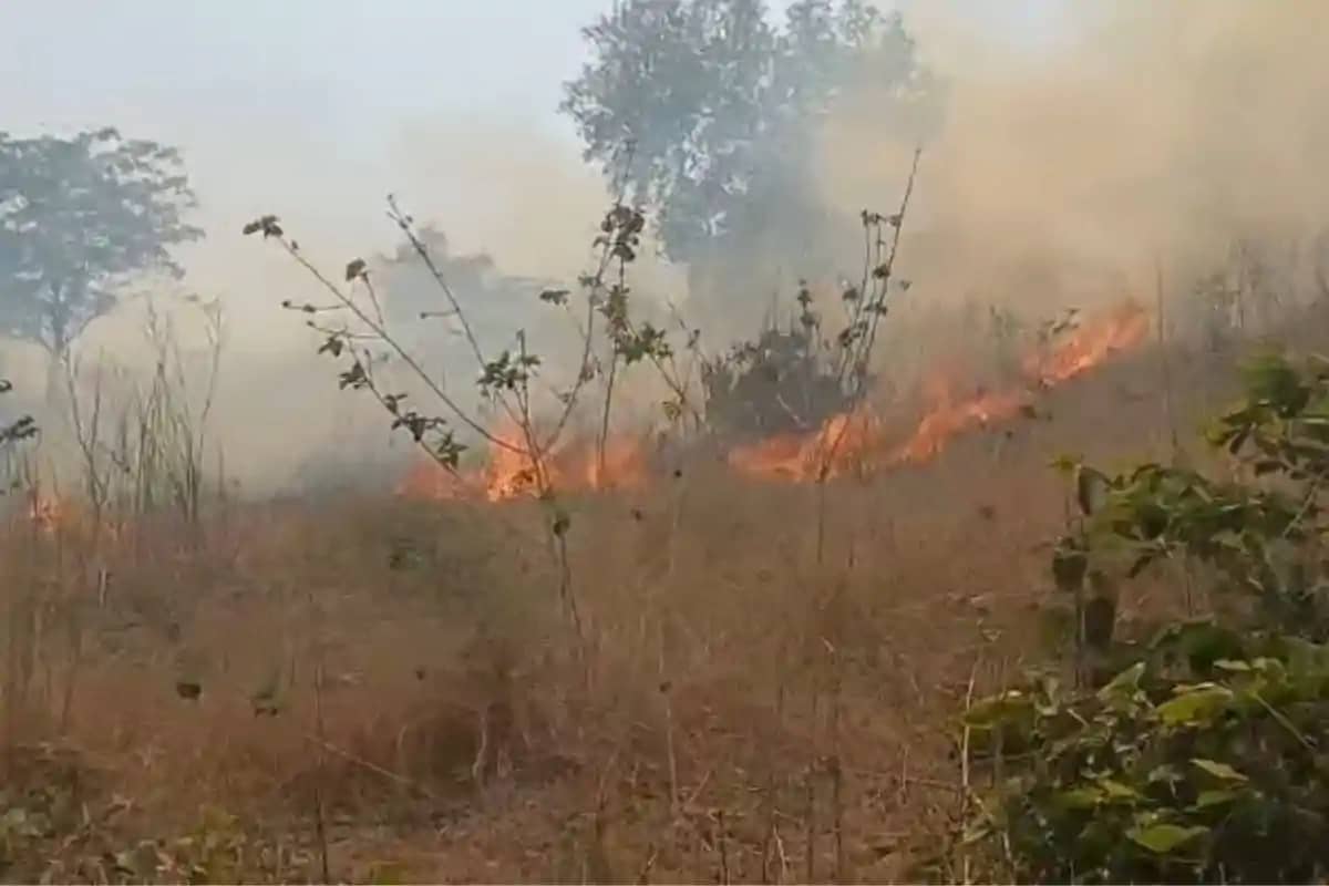 Bihar News: जमुई के जंगलों में भीषण आग! हजारों पेड़ राख, वन् Bihar News: जमुई के जंगलों में भीषण आग! हजारों पेड़ राख, वन्