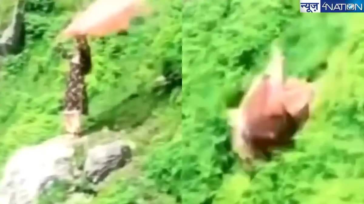 Viral Video: लड़की को पहाड़ों पर रील बनाने का चस्का पड़ा भार Viral Video: लड़की को पहाड़ों पर रील बनाने का चस्का पड़ा भार
