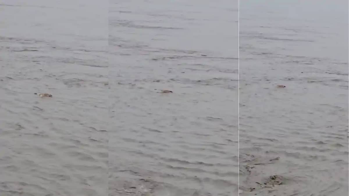 Bihar News : गोपालगंज में गंडक नदी से महिला का अज्ञात शव पुल Bihar News : गोपालगंज में गंडक नदी से महिला का अज्ञात शव पुल