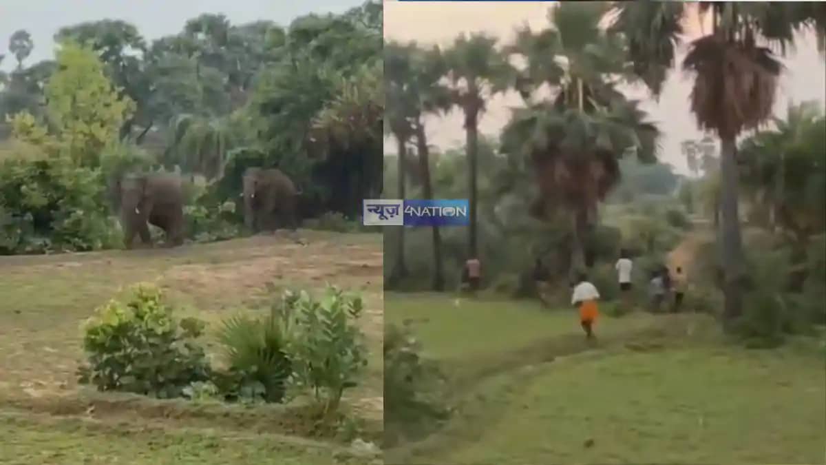 Two Wild Elephants Enter Gaya Village Forest Team on Alert Two Wild Elephants Enter Gaya Village Forest Team on Alert