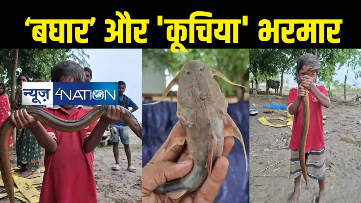 Bihar Flood News : बिहार में विलुप्तप्राय मछलियों की भरमार, Bihar Flood News : बिहार में विलुप्तप्राय मछलियों की भरमार,