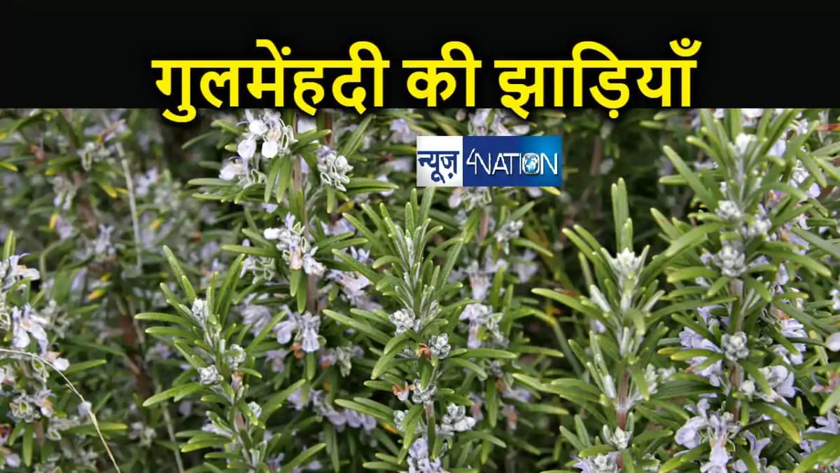 साहित्यनामा में आज पढ़िए तरुण भटनागर कहानी 'गुलमेंहदी की झाड़ साहित्यनामा में आज पढ़िए तरुण भटनागर कहानी 'गुलमेंहदी की झाड़