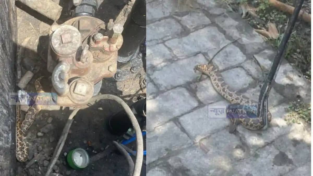 Python found in oxygen tanker petrol pump in turmoil Python found in oxygen tanker petrol pump in turmoil