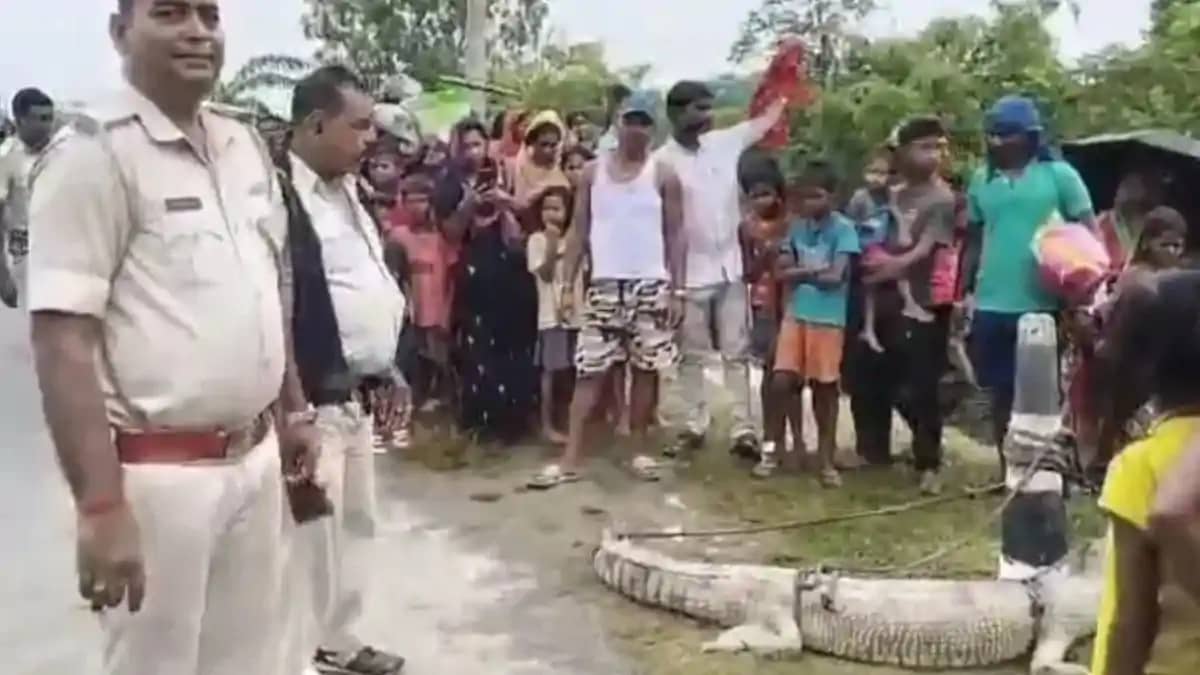 कोसी महासेतु के पास पानी में दिखा मगरमच्छ, ग्रामीणों ने पकड़ कोसी महासेतु के पास पानी में दिखा मगरमच्छ, ग्रामीणों ने पकड़