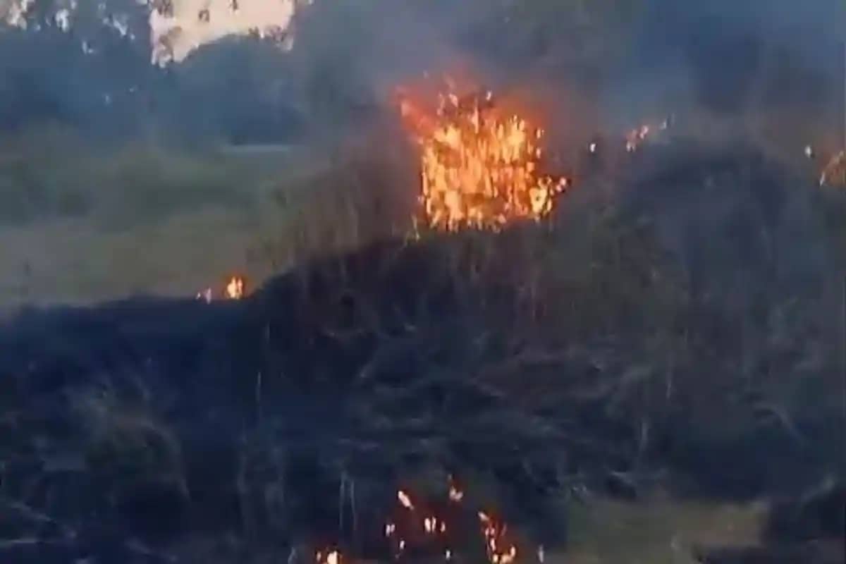Bihar News: जमुई में भीषण अगलगी में सैकड़ों पेड़ और फसल खाक, Bihar News: जमुई में भीषण अगलगी में सैकड़ों पेड़ और फसल खाक,