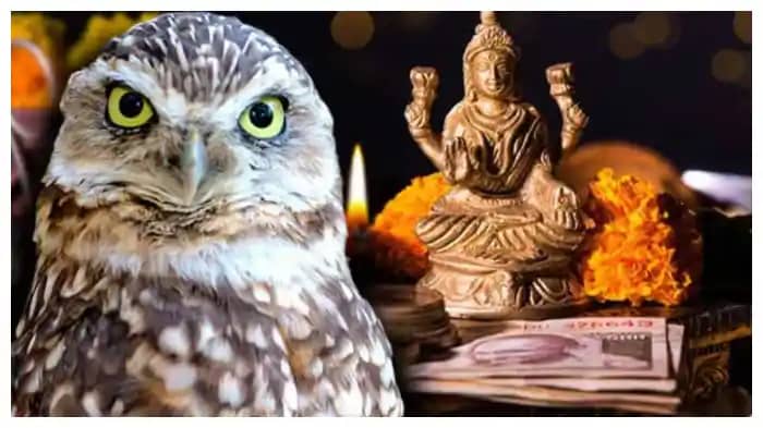 दीपावली पर उल्लूयों की बढ़ती है डिमांड, जानें क्यों चढ़ती है दीपावली पर उल्लूयों की बढ़ती है डिमांड, जानें क्यों चढ़ती है