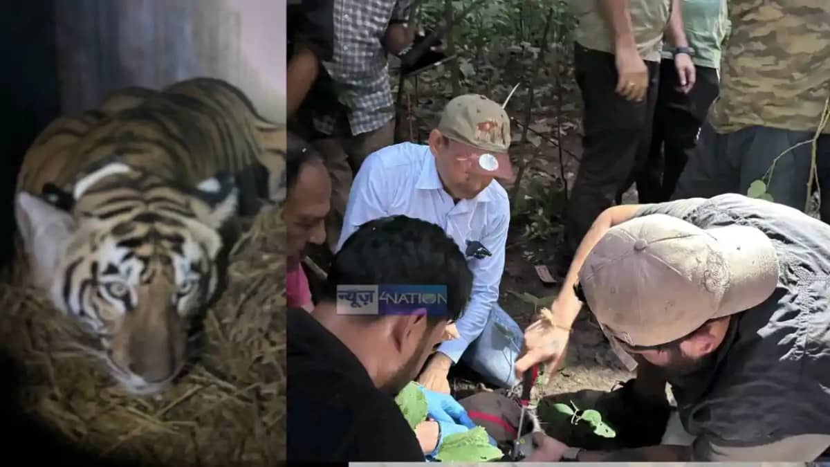 Tigress Rescued Tigress Rescued