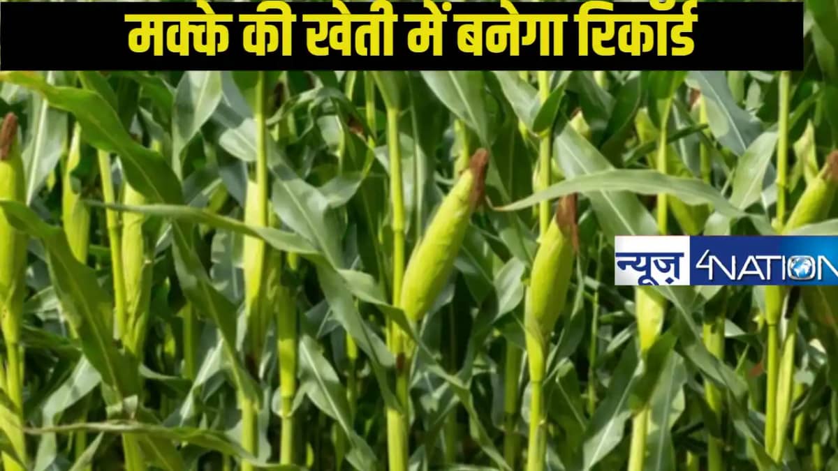 बिहार का यह इलाका करेगा रिकॉर्ड उत्पादन,40 लाख टन होगी पैदा बिहार का यह इलाका करेगा रिकॉर्ड उत्पादन,40 लाख टन होगी पैदा
