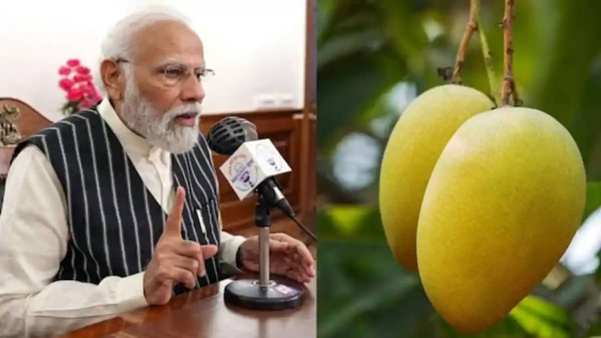 PM Modi Praises Bhagalpur Jardalu Mango in Mann Ki Baat PM Modi Praises Bhagalpur Jardalu Mango in Mann Ki Baat