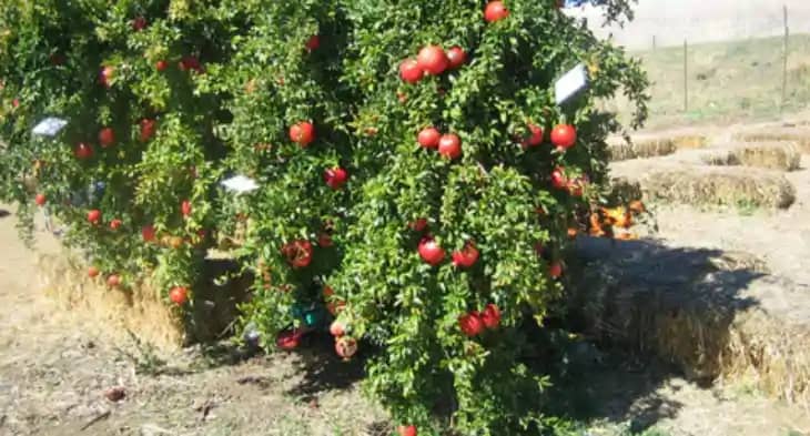 Pomegranate Pomegranate